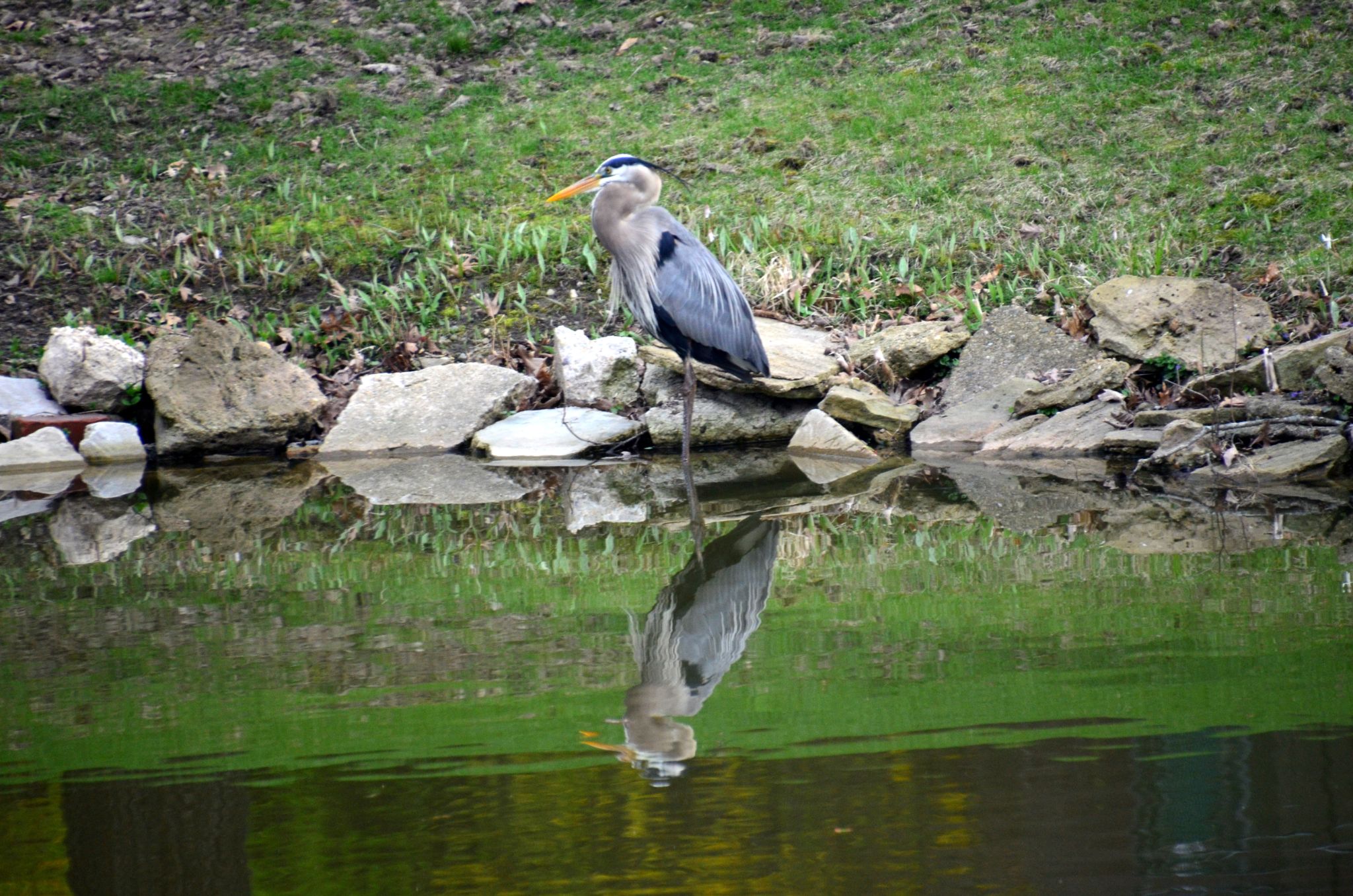 Blue Heron