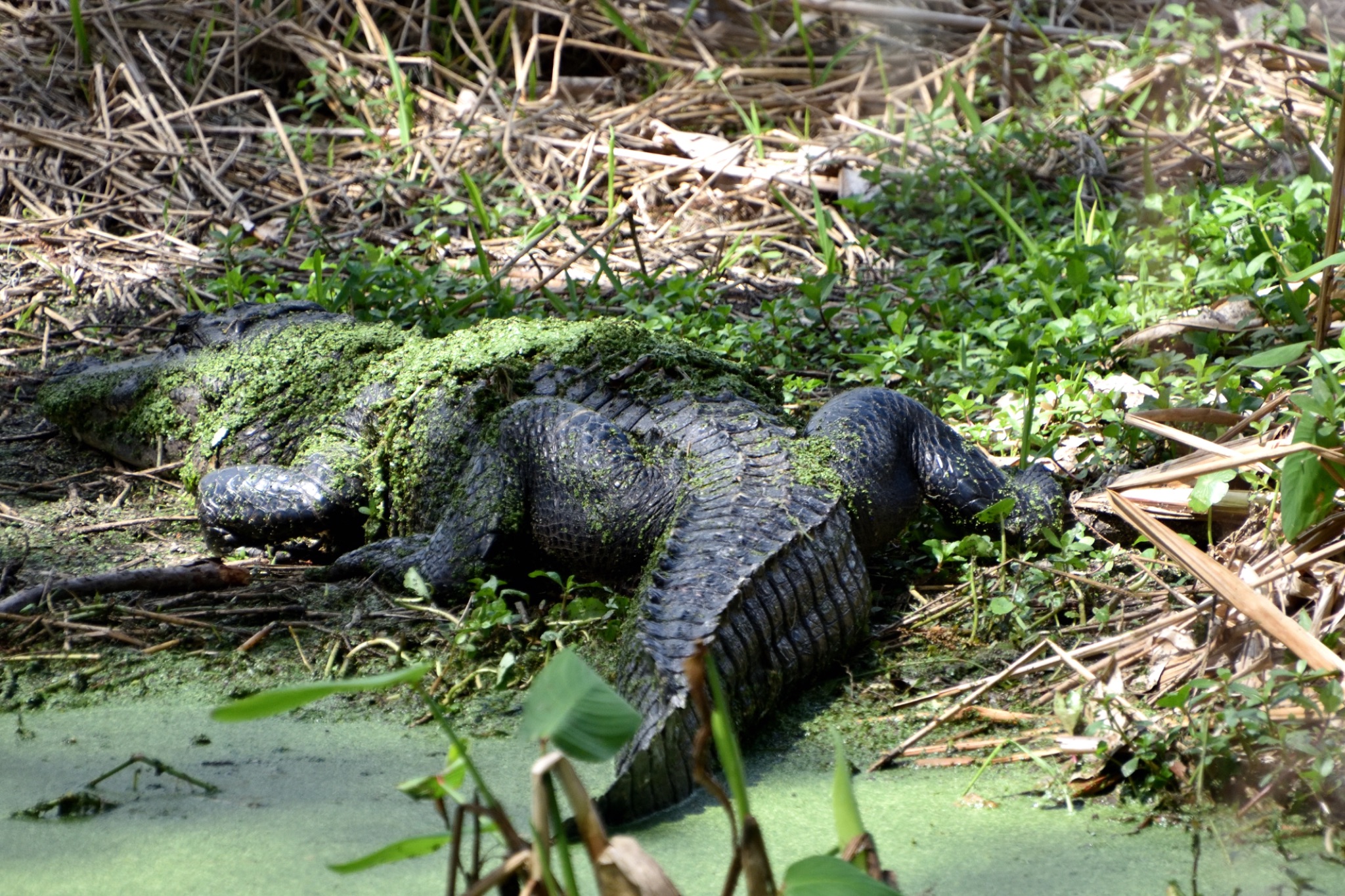 Circle Bar B Reserve - Lakeland Florida