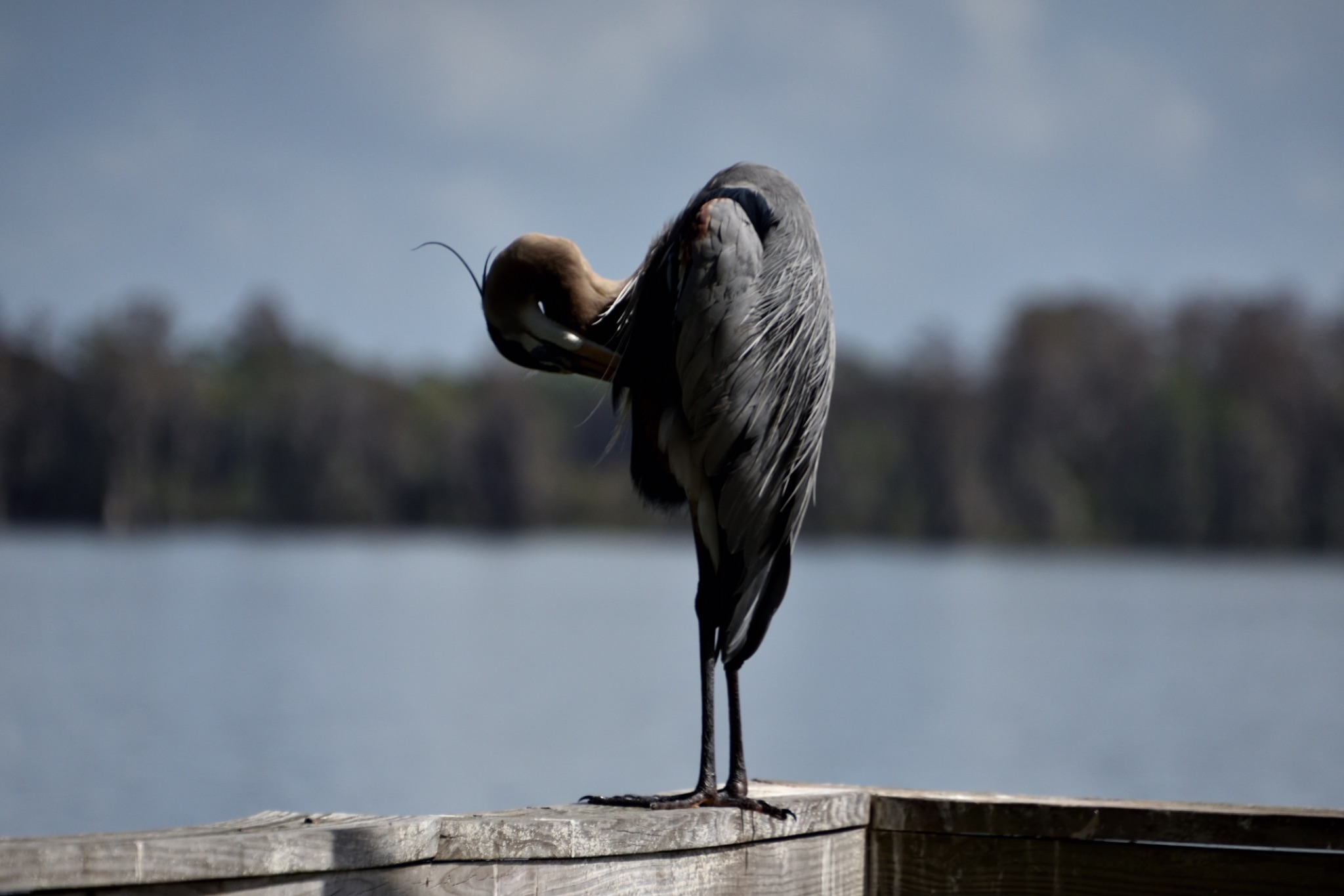 Circle Bar B Reserve - Lakeland Florida
