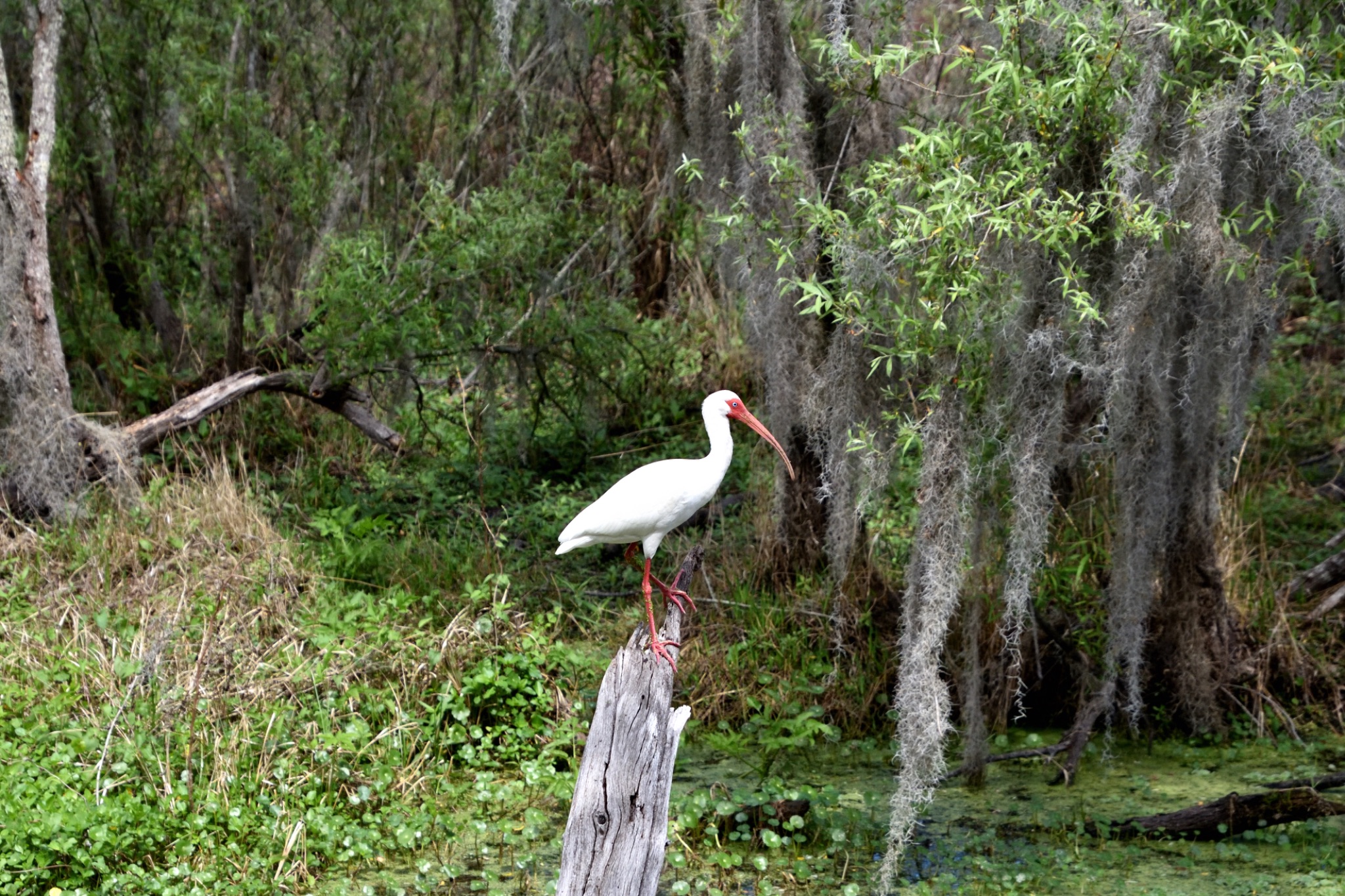 Circle Bar B Reserve - Lakeland Florida