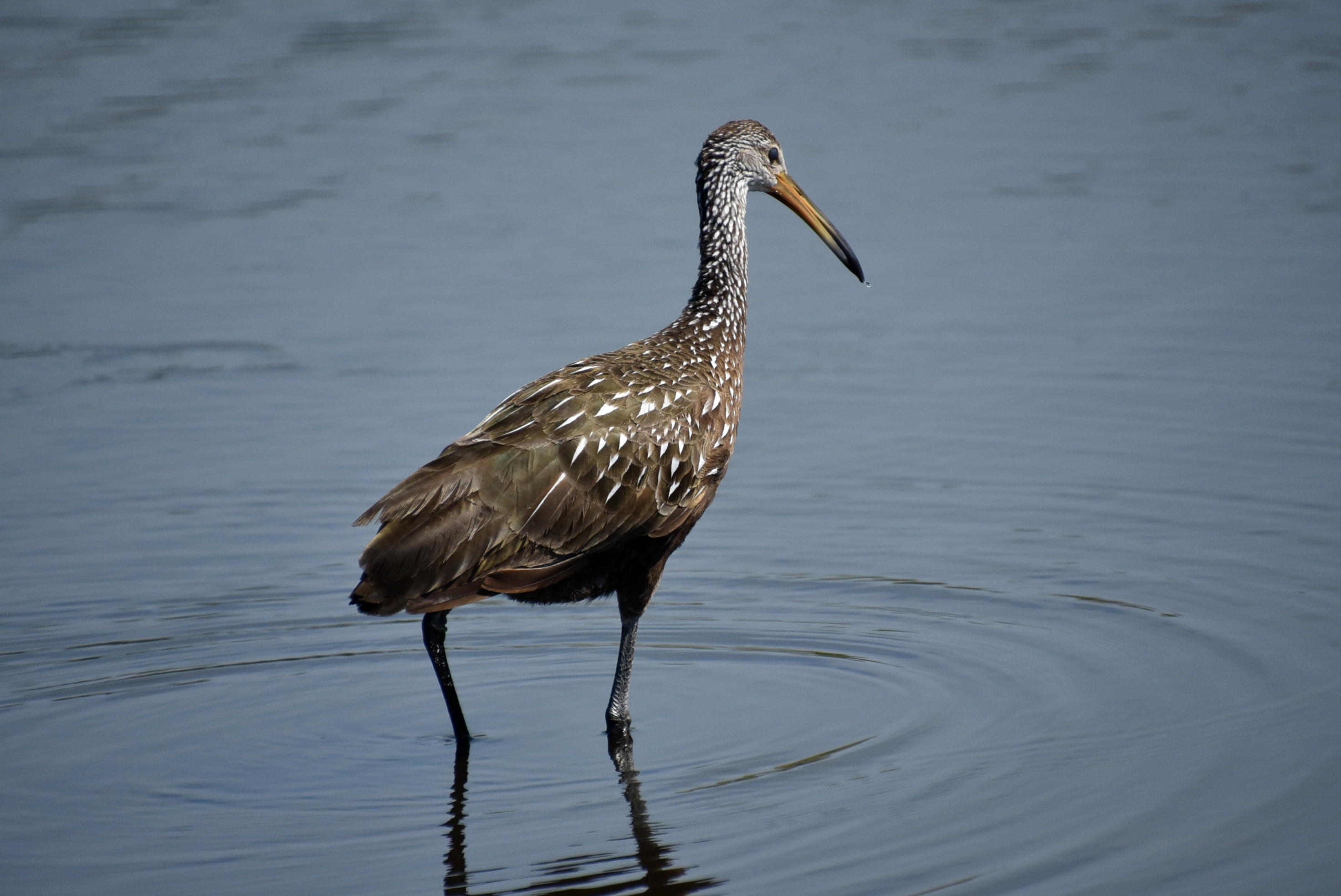 Myakka River State Park