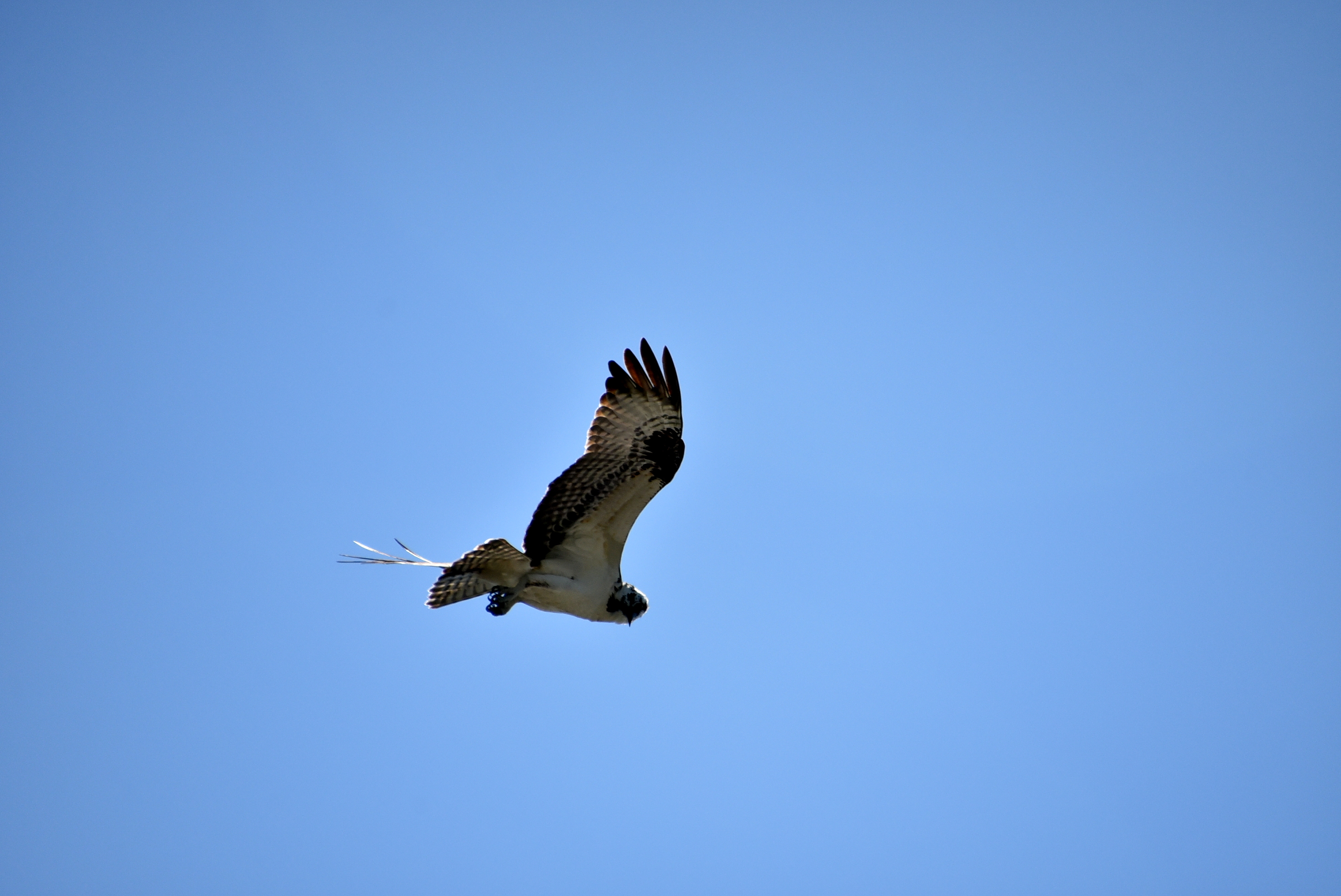 Myakka River State Park