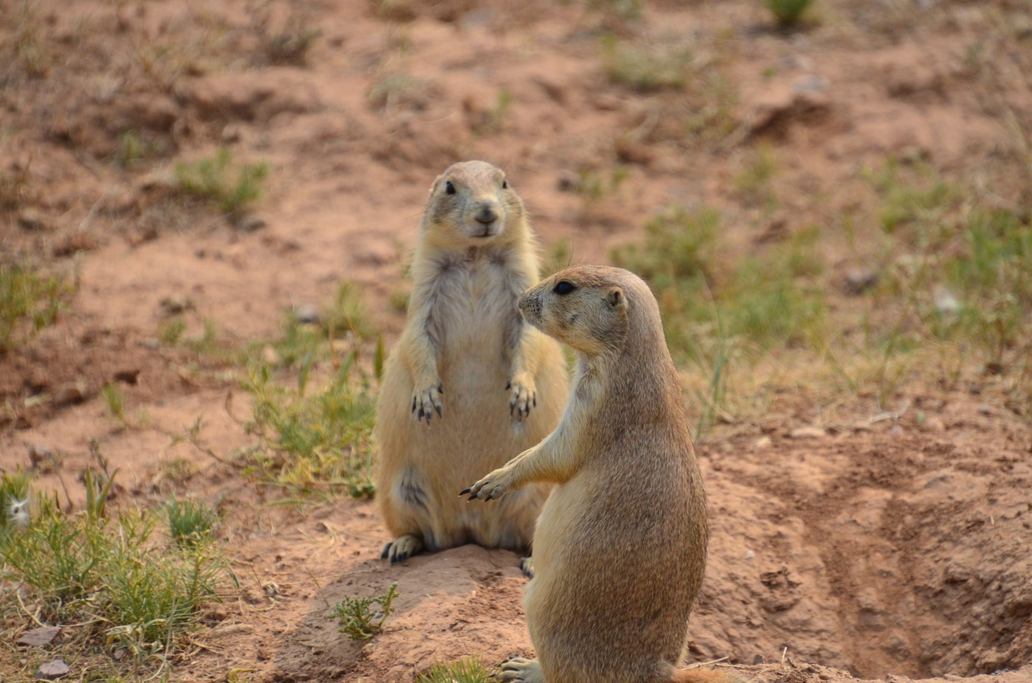 Prairie Dogs