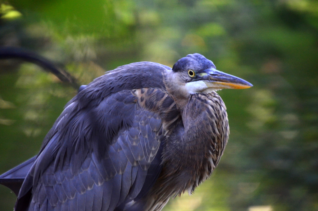 Blue Heron