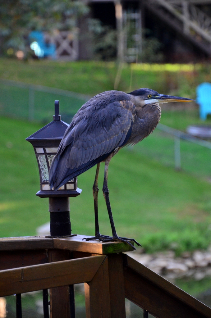 Blue Heron