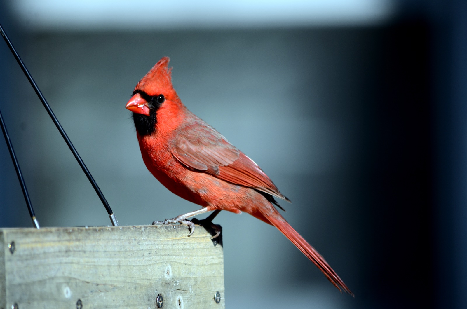 Cardinal