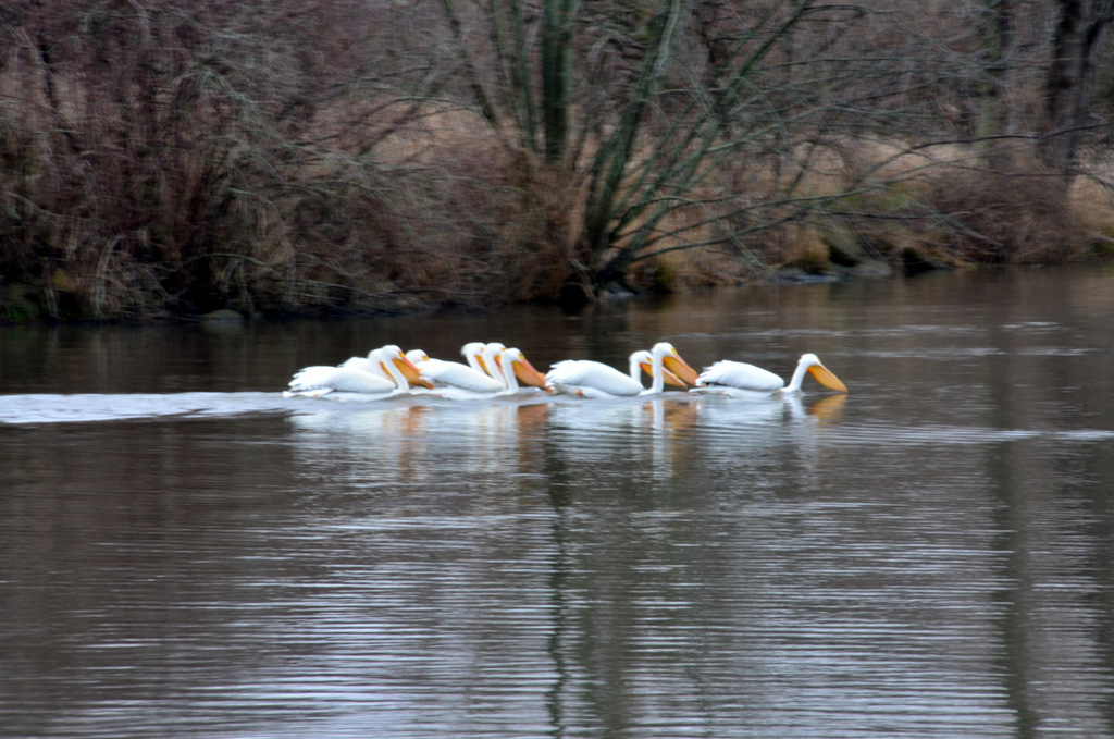 Pelicans