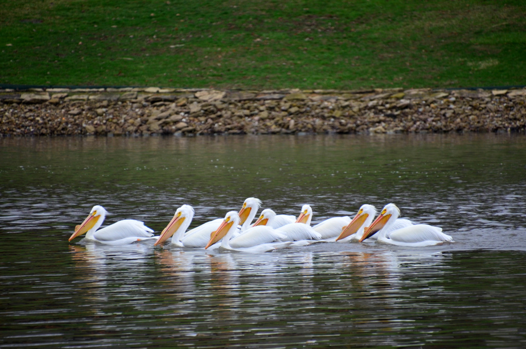 Pelicans