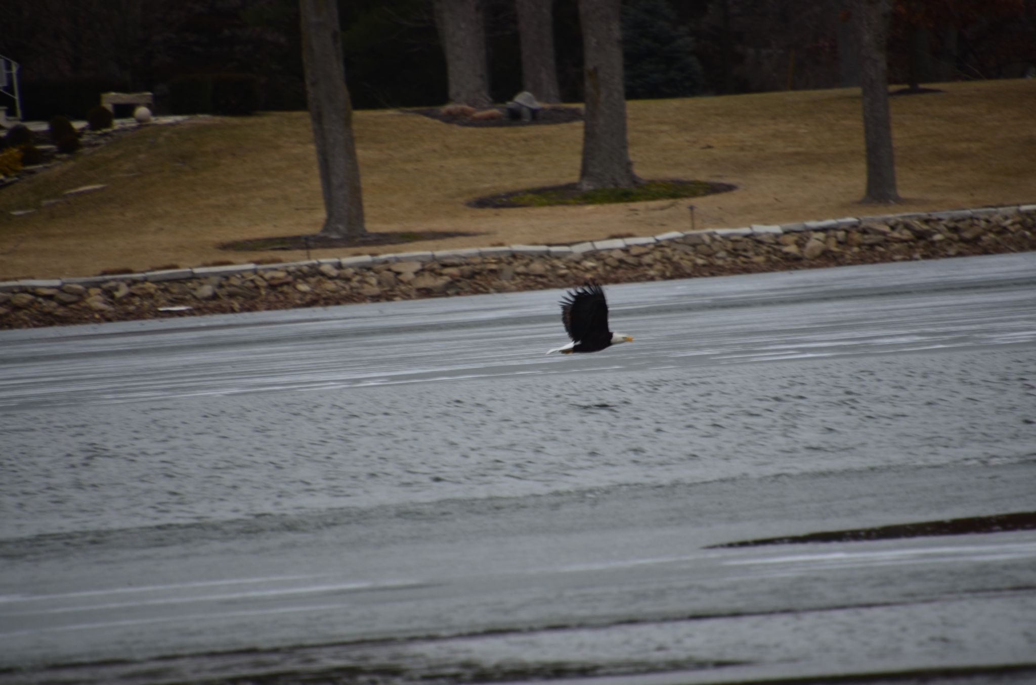 Eagle looking for Fish