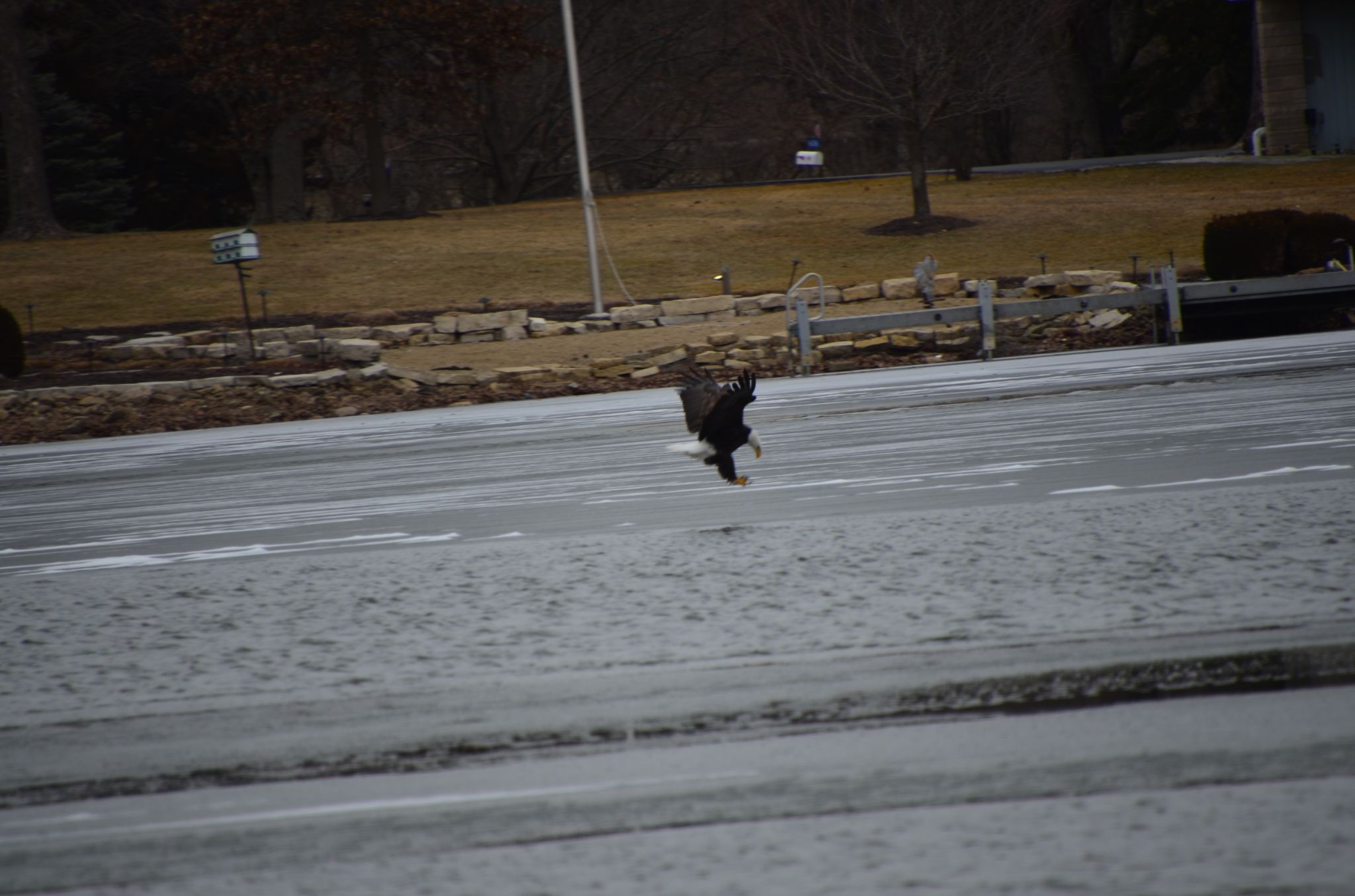 Eagle looking for Fish