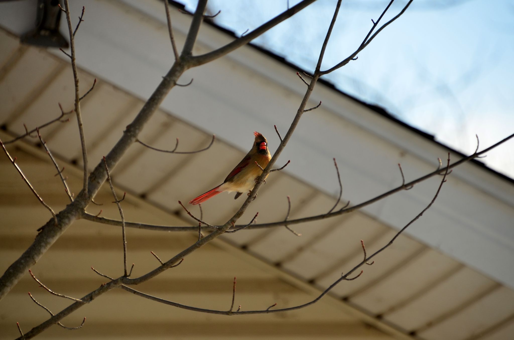 Female Cardinal