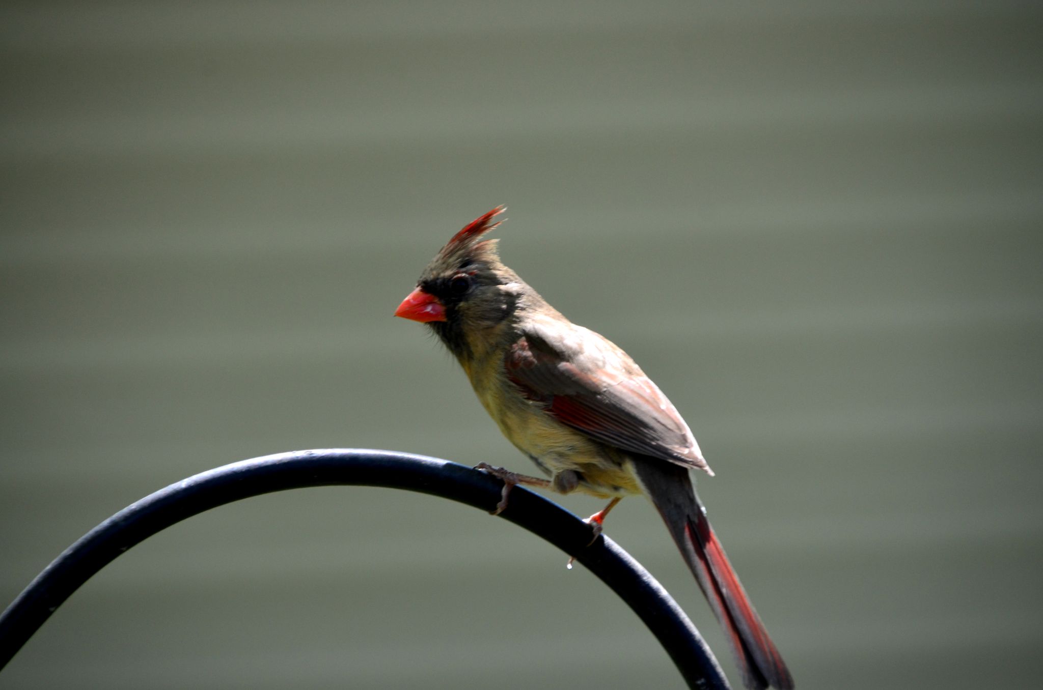 Female Cardinal