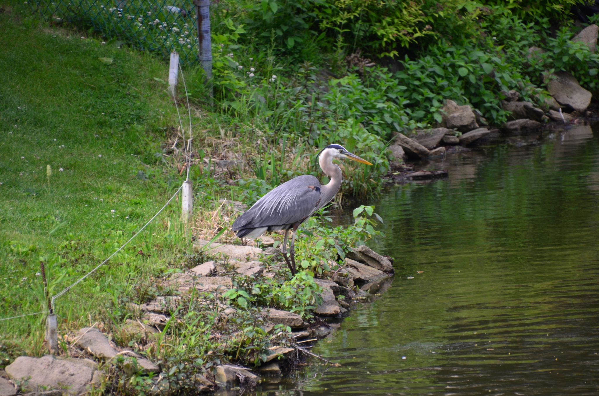 Heron