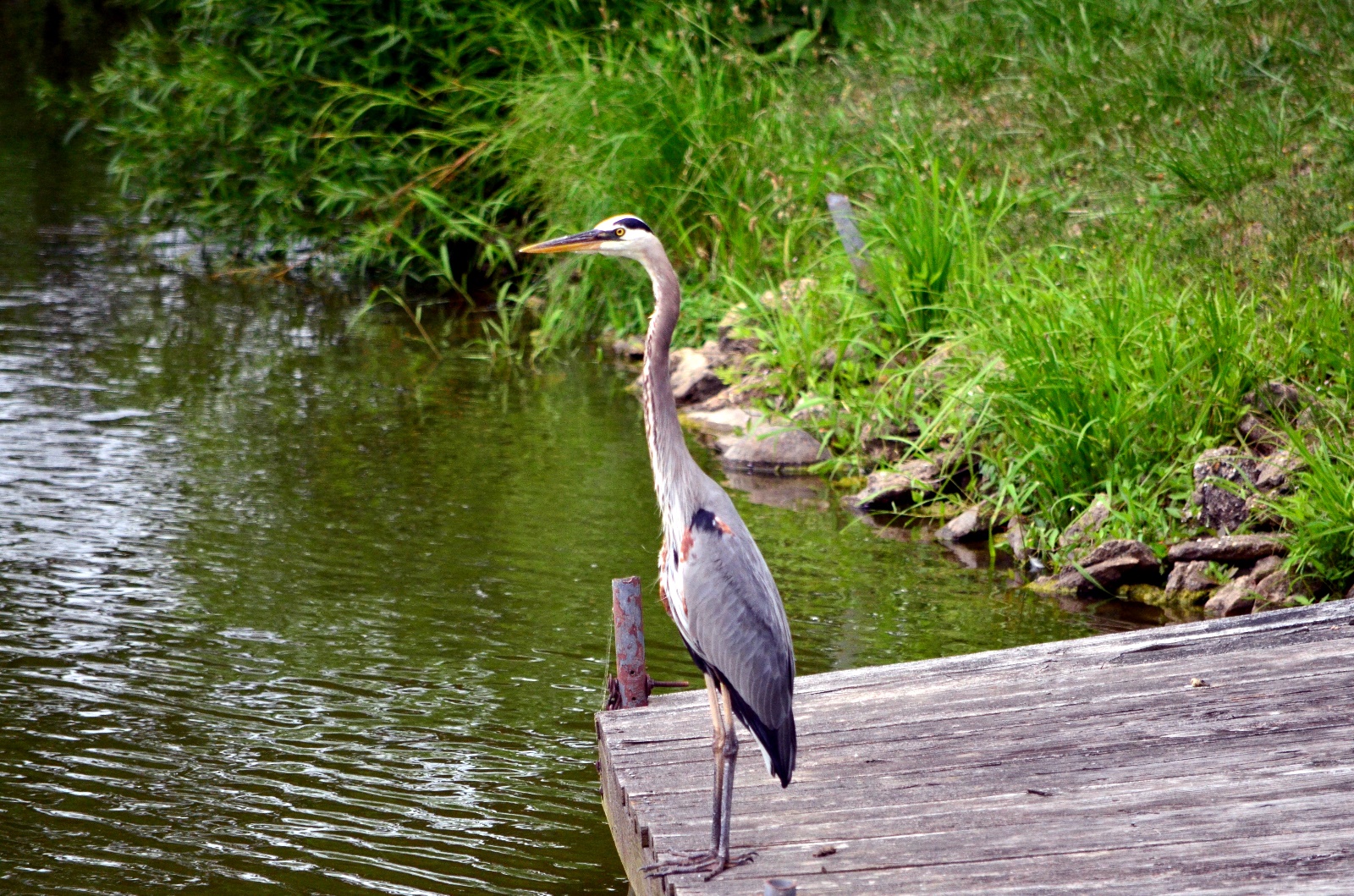 Blue Heron