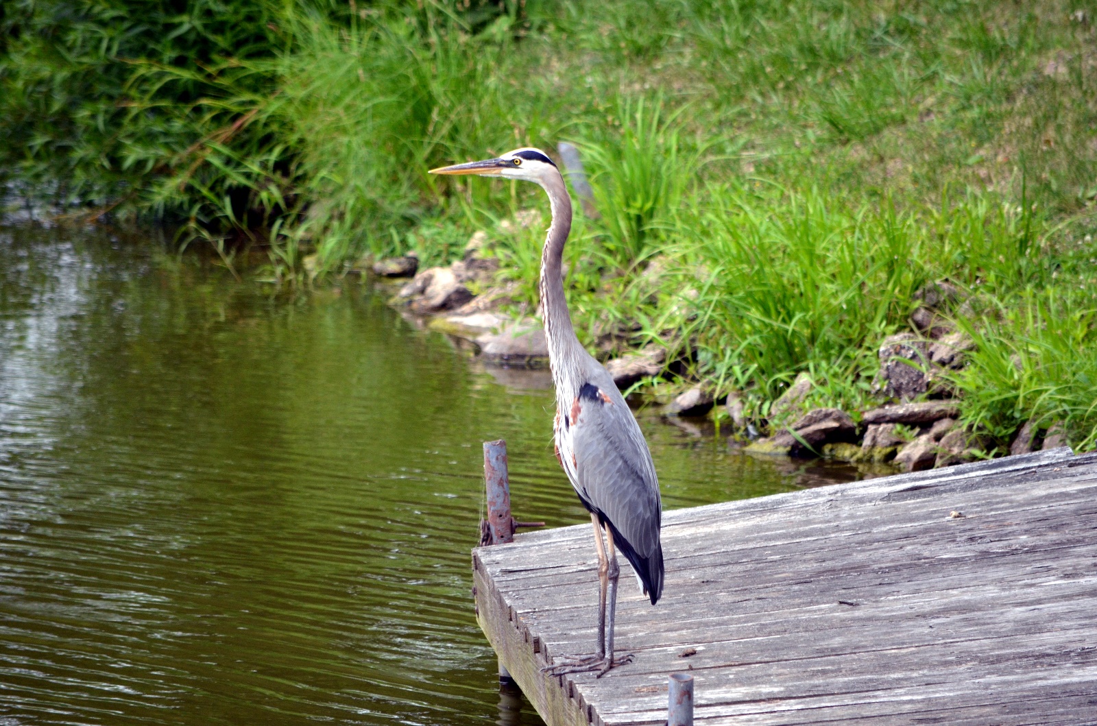 Blue Heron