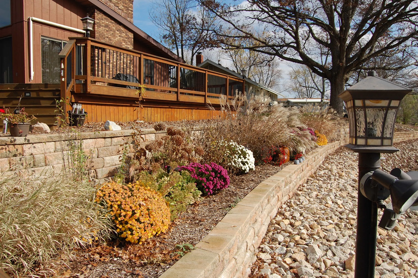 The  mums are in bloom