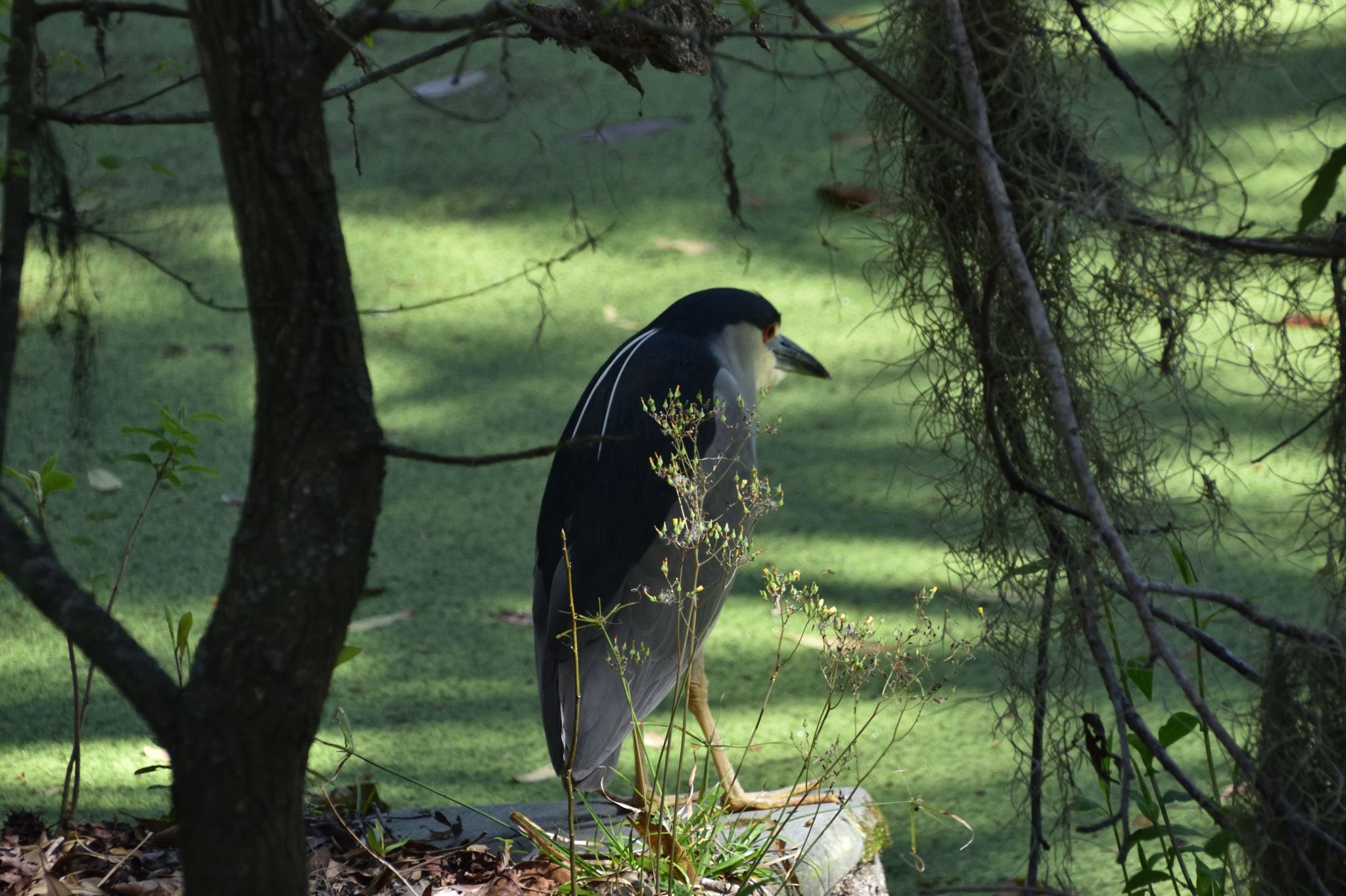 Ellie Schiller Homosassa Springs Wildlife State Pk