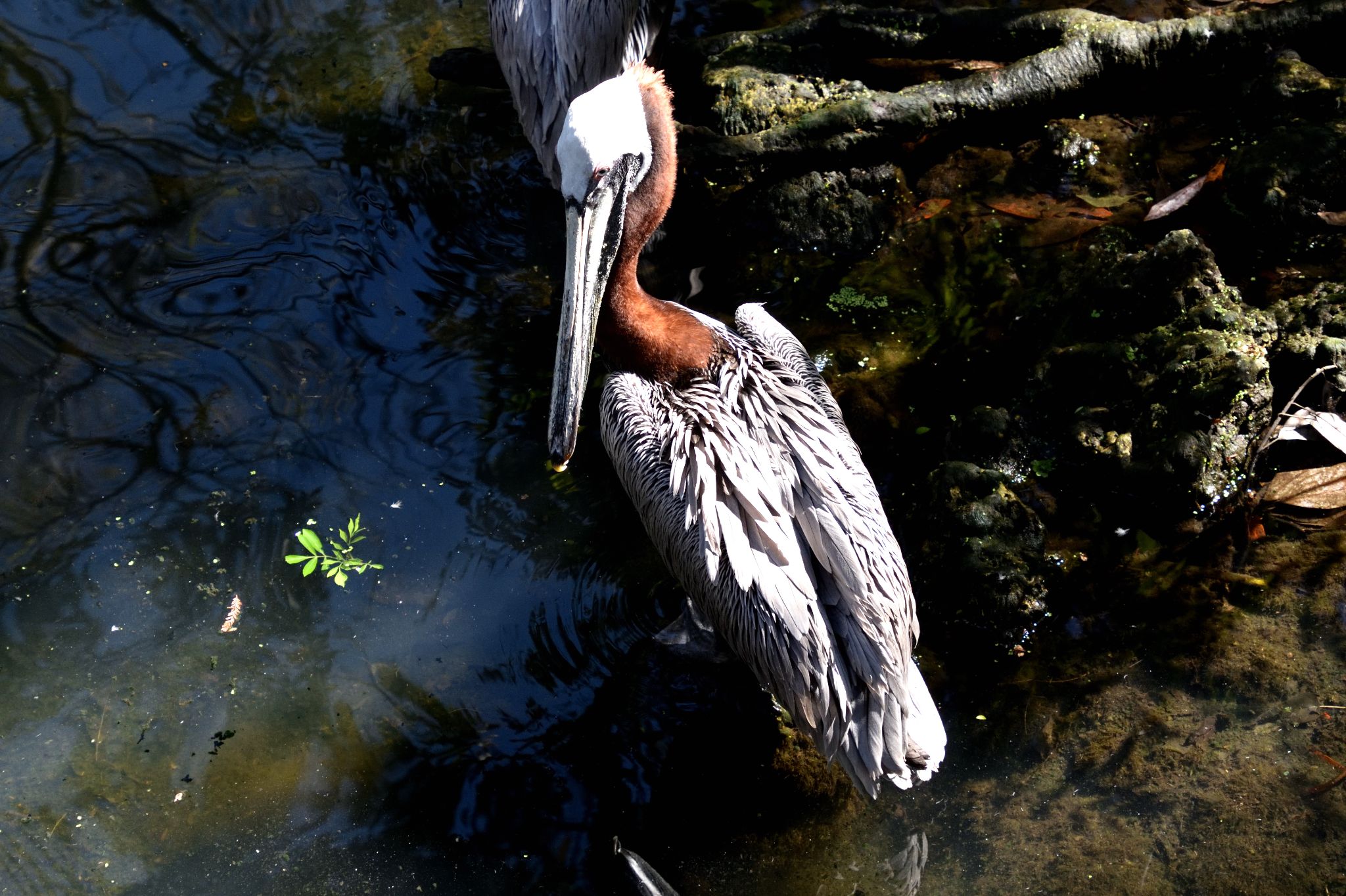 Ellie Schiller Homosassa Springs Wildlife State Pk